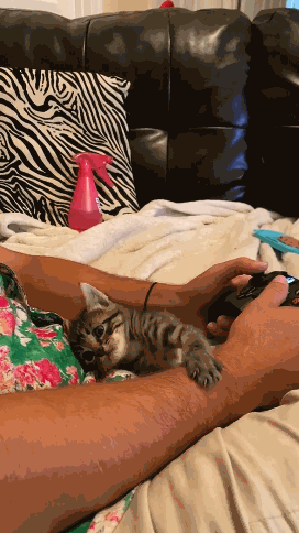 3DM轻松一刻第268期 美女身材太好让猫猫都惊了