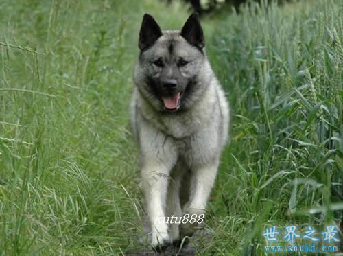 世界上即将灭绝的十种最珍稀的狗(www.uuziyuan.com)