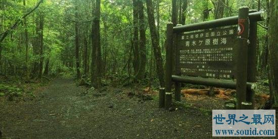 世界十大最恐怖的森林，日本自杀森林，已发现600人自杀！(www.uuziyuan.com)