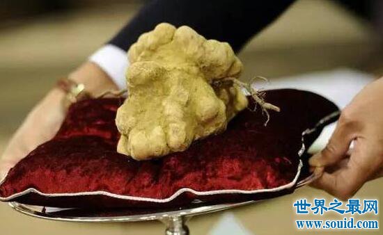 世界最贵的七大食物，阿尔巴白松露(110多万人民币)(www.uuziyuan.com)