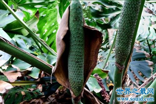 世界十大稀有水果，在中国几乎没有。(www.uuziyuan.com)