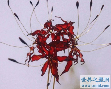 世界四大冥花之一，彼岸花为什么没有叶子(www.uuziyuan.com)