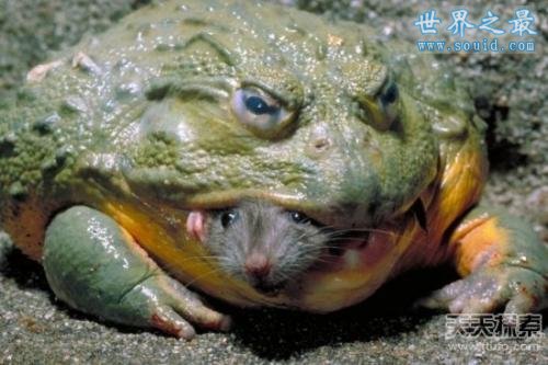 世界上最大的青蛙，非洲巨蛙(体长1米)(www.uuziyuan.com)