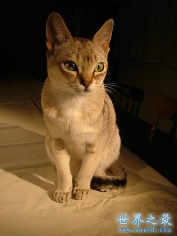 世界上最小的猫，比可乐罐还小(组图)(www.uuziyuan.com)