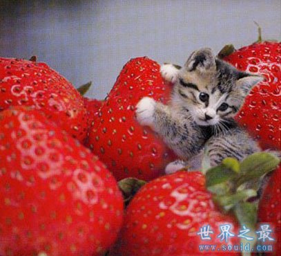 世界上最小的猫，比可乐罐还小(组图)(www.uuziyuan.com)