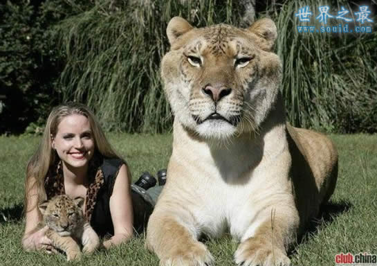 世界上最大的猫科动物，美国狮虎(长3.3米)(www.uuziyuan.com)