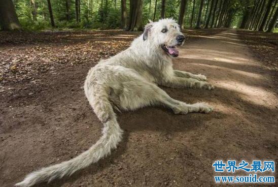 世界上尾巴最长的狗狗，爱尔兰猎狼犬(长达76厘米)(www.uuziyuan.com)