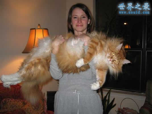 世界上尾巴最长的猫，长达45厘米(神奇的动物)(www.uuziyuan.com)