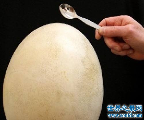 世界上最大的鸡蛋，斩获吉尼斯世界纪录大奖！(www.uuziyuan.com)