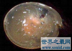 你没听说过的十大深海恐怖生物（上篇）(www.uuziyuan.com)