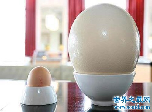 世界上最大的鸡蛋，斩获吉尼斯世界纪录大奖！(www.uuziyuan.com)