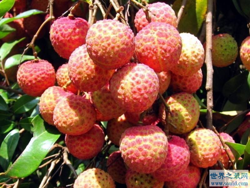 世界上最贵的水果  起价每颗1.2万(www.uuziyuan.com)