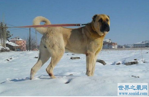 土耳其的国宝，地位不亚于中国大熊猫(www.uuziyuan.com)