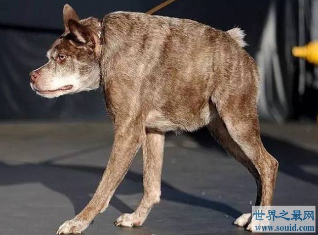 世界最丑的狗狗大比拼，最丑冠军可获1500美金！(www.uuziyuan.com)