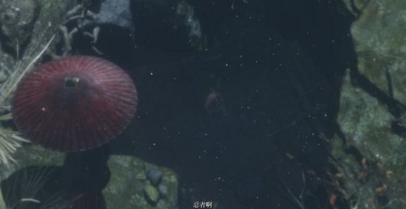 ֻǣӰŶ//鱳