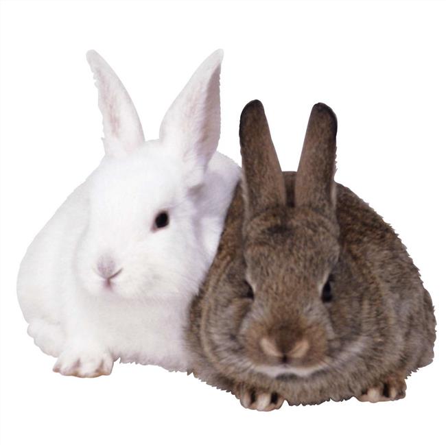 Ӱ