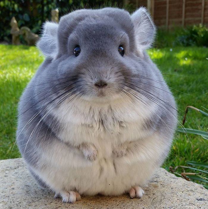 èʲô
