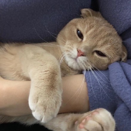 �ɳ��ܻ�����ʹ_��������ͷ��