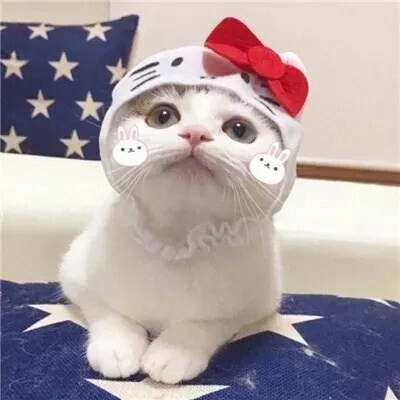 ��������_�ɰ���������Ȯͷ��