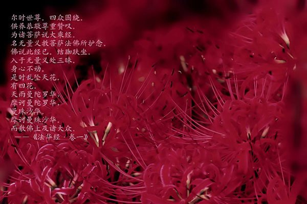 彼岸花的真正故事 相爱的人注定不能够走到一起