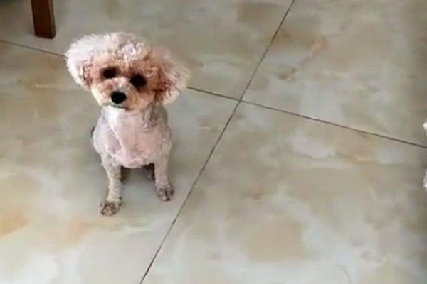 泰迪被杀哀嚎 笑着点火虐待这人有病吧
