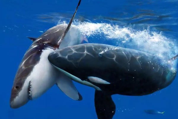 虎鲸的祖先赢了巨齿鲨 恐龙时代拿出来对比有意思吗