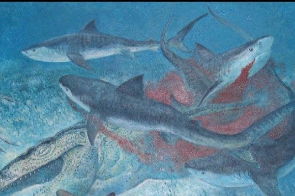 虎鲸的祖先赢了巨齿鲨 恐龙时代拿出来对比有意思吗