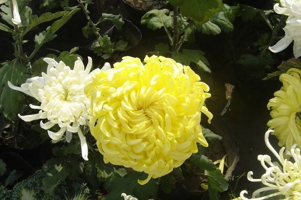 吴诗卉为什么是肛门事件 被杀抛尸细节被放大全是难堪